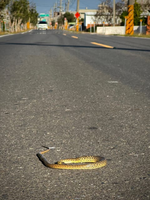 A 1-meter-on snake curled on the road in the sun. In the distance, a car is approaching.