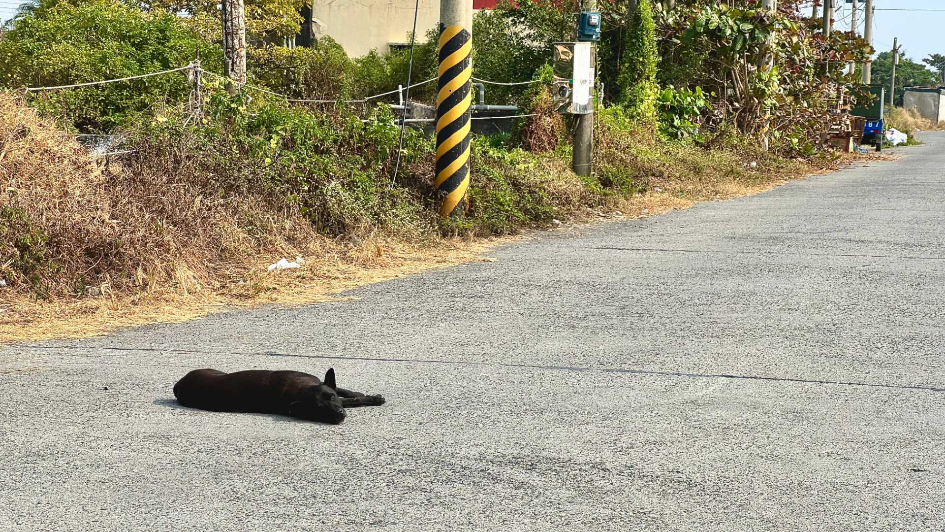 A stray dog laying on a concrete country road, looking at the camera.