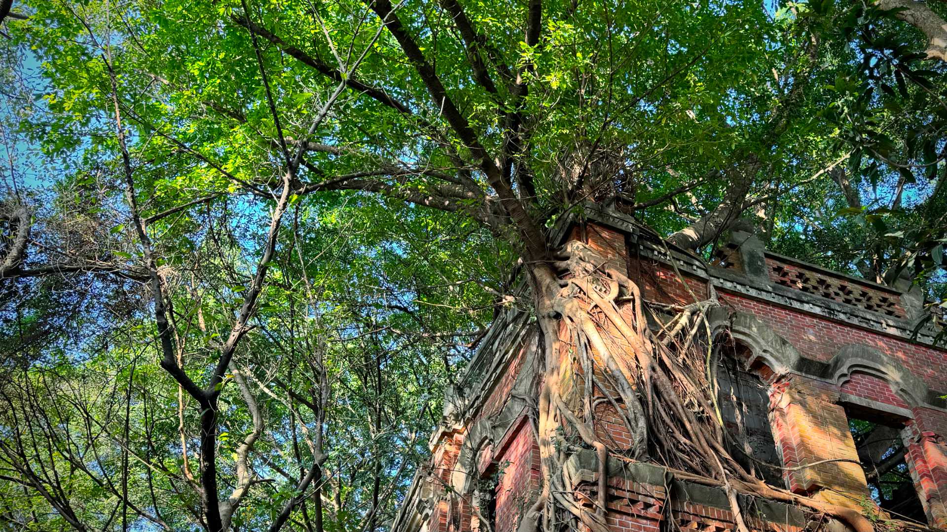 Close-up of a third-floor corner of the Minxiong Haunted House, showing large tree growing out from the brick wall. Its roots stretch down the wall and in through the windows. It has created a vibrant leafy canopy over the house.