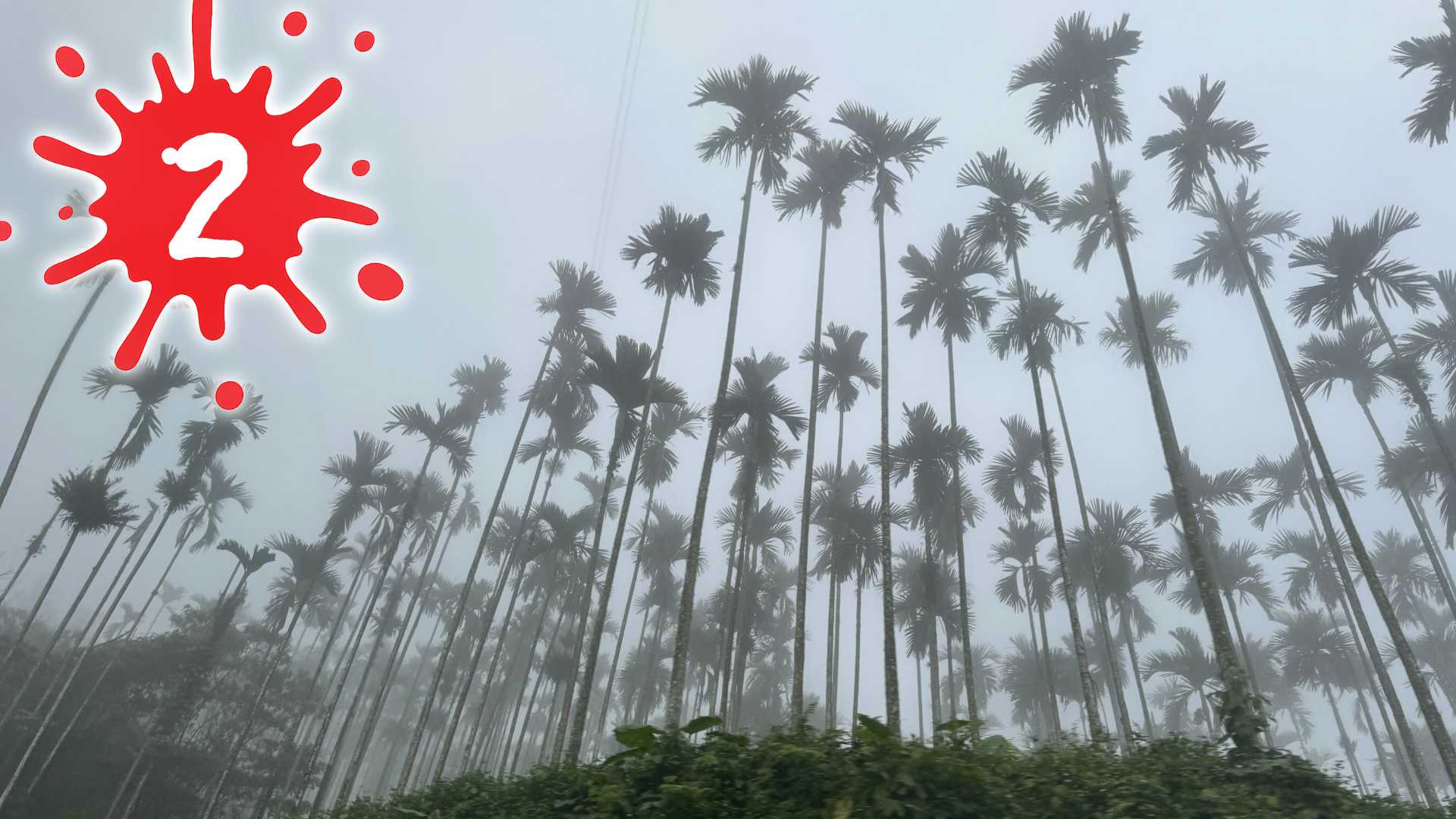 Betel nut trees on a misty mountain in Taiwan, with the number 2 superimposed on top.