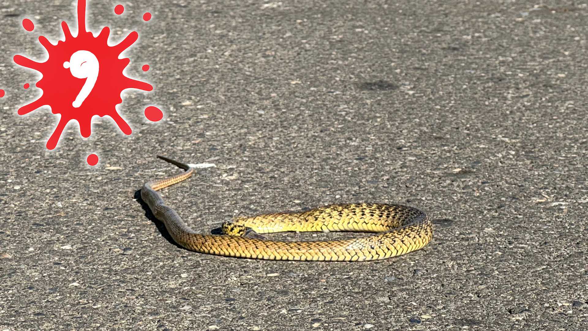 A meter-long snake on a road, with the number 9 superimposed on top.