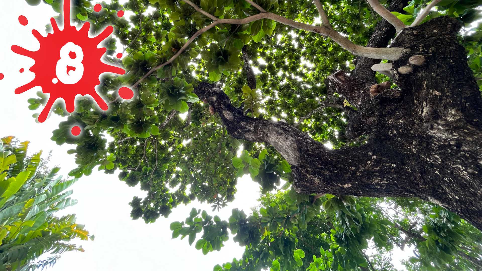 A hazy view looking to the sky from beneath a leafy tree, with the number 8 superimposed on top.
