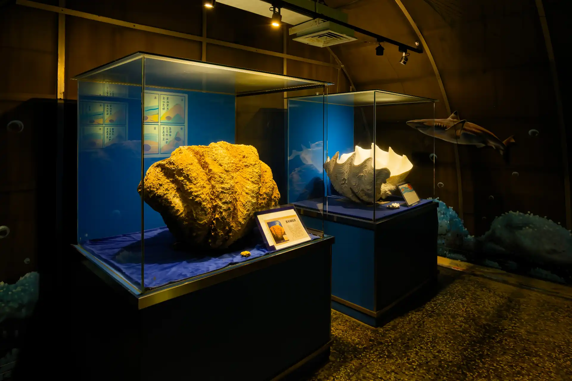 A dark room with two illuminated display cases, each containing a very large shell (each is perhaps 70 or 80 centimeters wide and perhaps 50 or 60 centimeters tall).