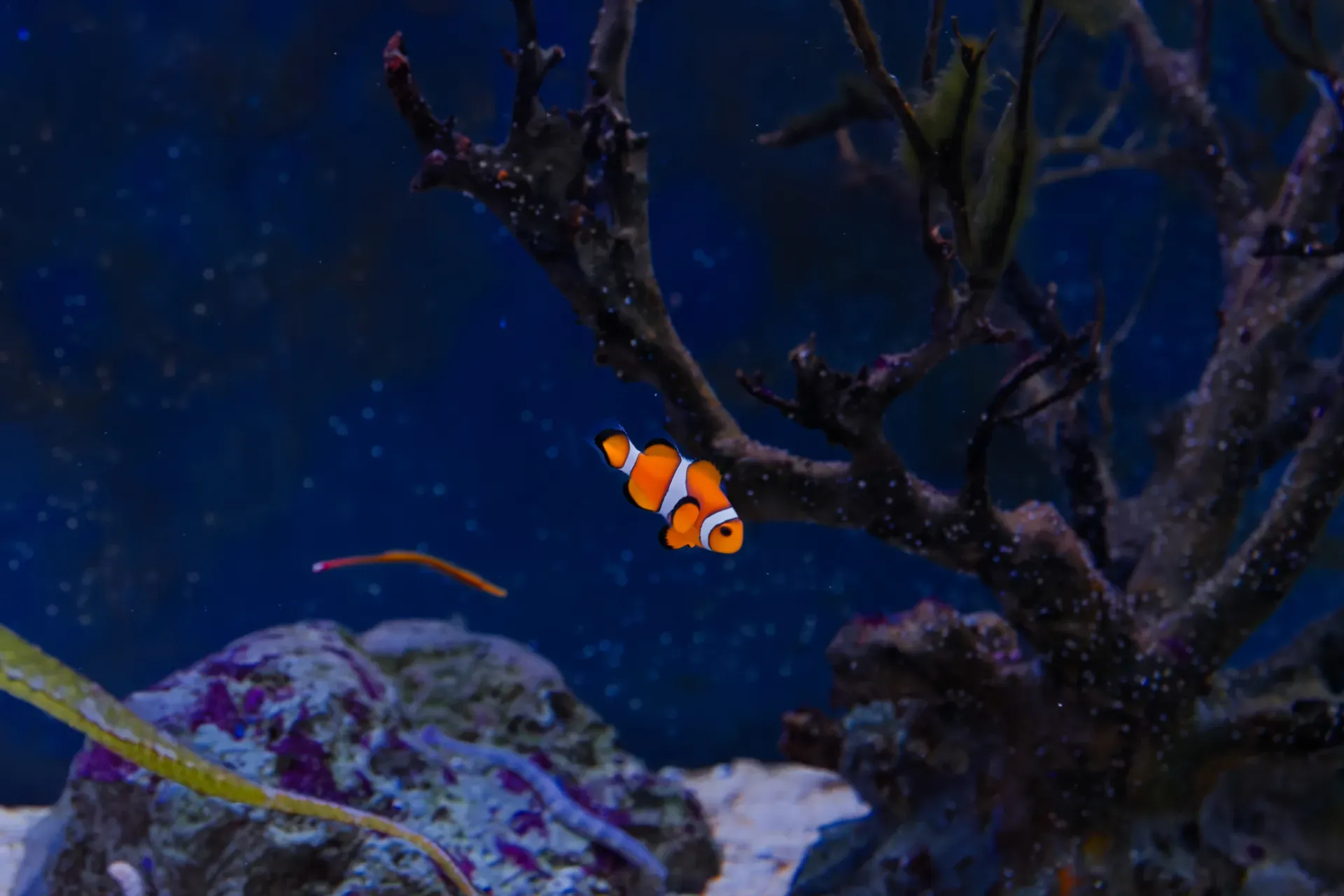 A clownfish in an aquarium tank.