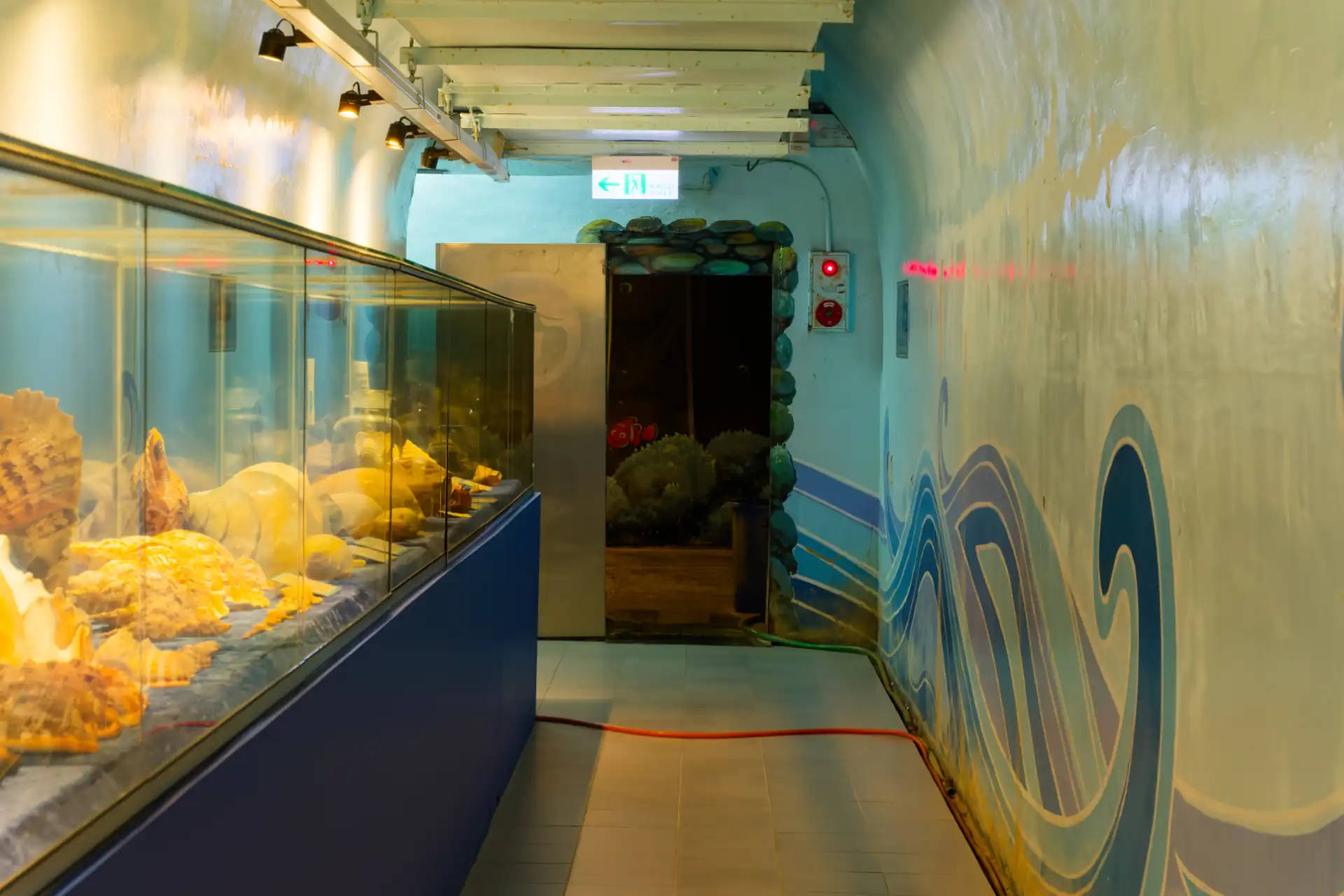 A series of display cabinets with very large shells inside. At the far end of the corridor, an open steel door leads to a dark room.