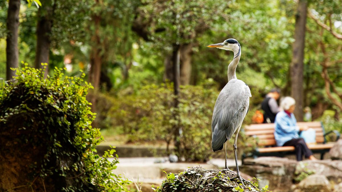 A heron in the foreground with an out-of-focus elderly person sitting on a park bench in the background.