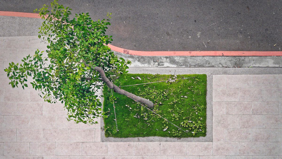 Top-down view of a tree snapped in half, with the top-half removed.