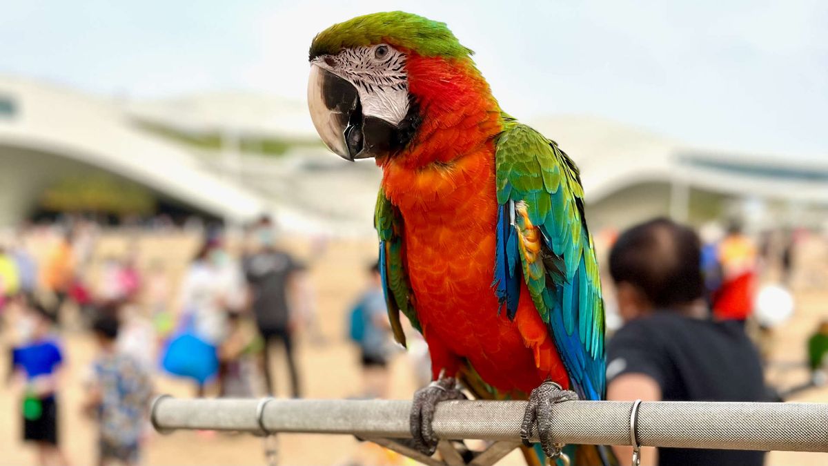 A large colorful parrot perched on a metal bar.