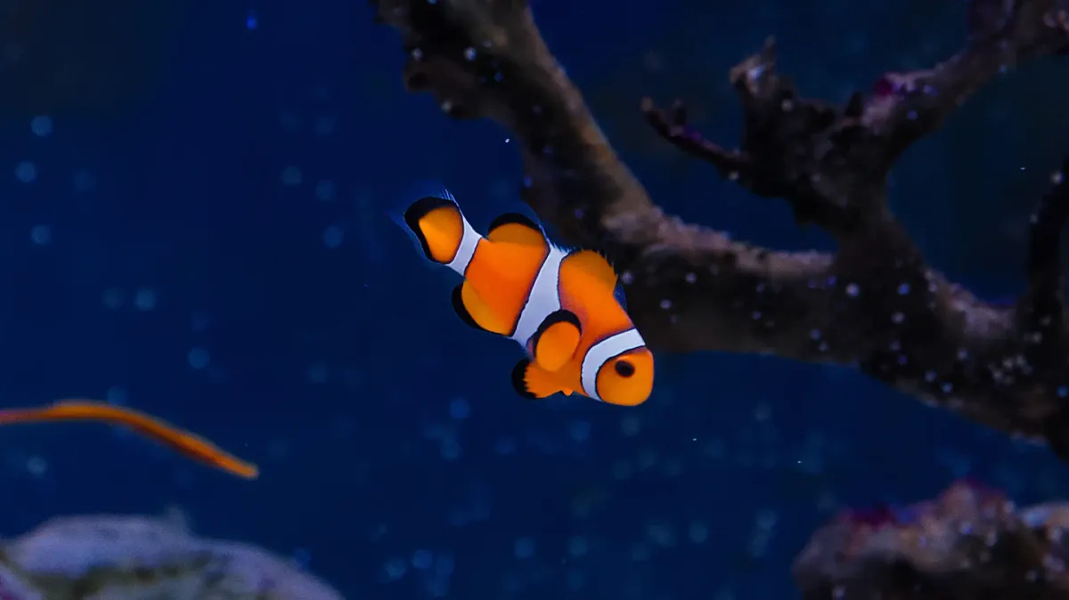 A clownfish in an aquarium tank.